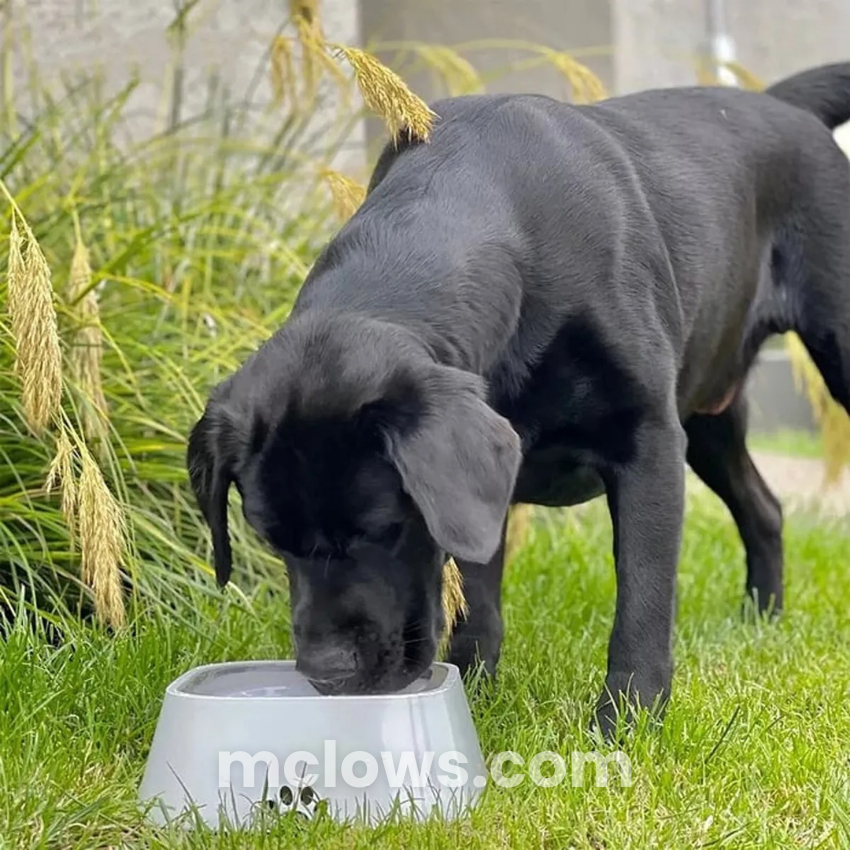 ZeroSplash™️ Pet Water Bowl