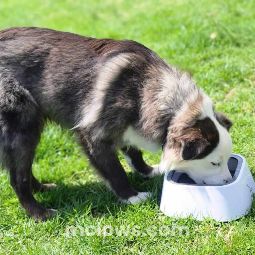 ZeroSplash™️ Pet Water Bowl