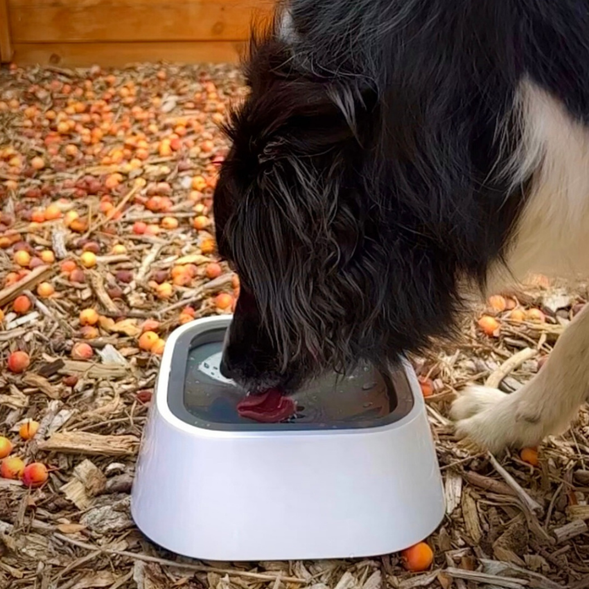 ZeroSplash™️ Pet Water Bowl