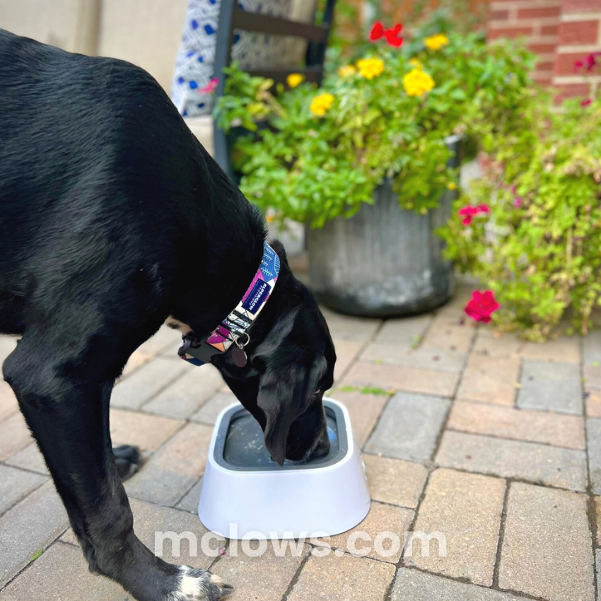 ZeroSplash™️ Pet Water Bowl
