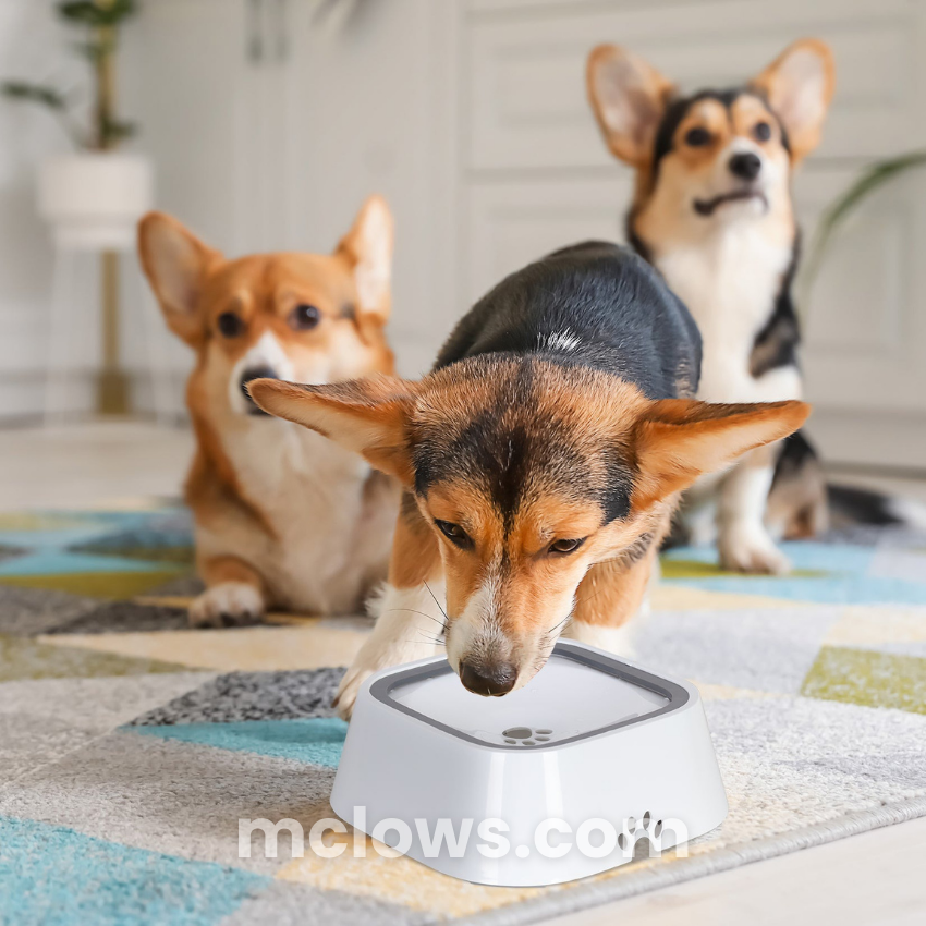ZeroSplash™️ Pet Water Bowl