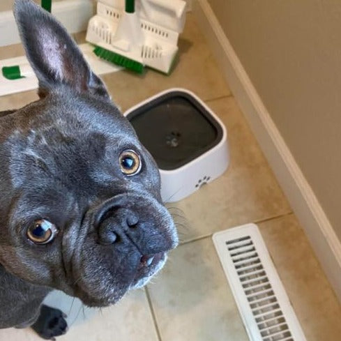 ZeroSplash™️ Pet Water Bowl