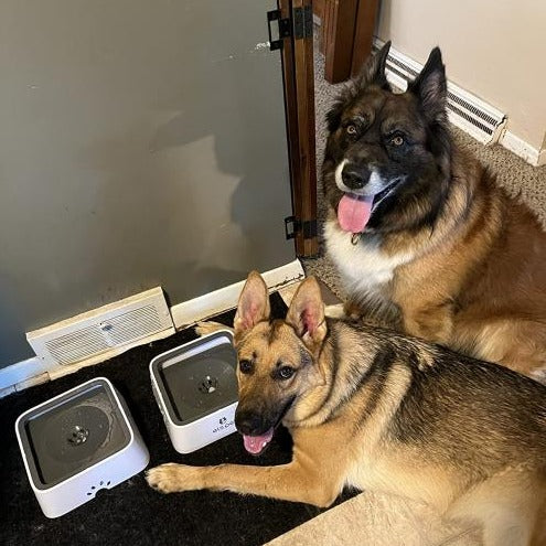 ZeroSplash™️ Pet Water Bowl