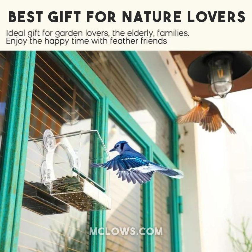 BirdHero Window Bird Feeder
