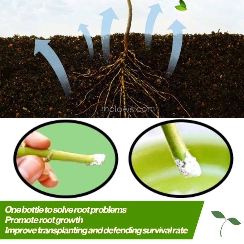 Quick Rooting Powder
